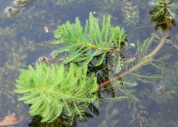 Myriophyllum aquaticum / Süllőhínár